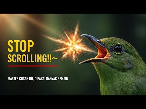 STOP SCROLL‼️ Master Suara Cucak Ijo Paling Dicari — Sekali Putar Langsung Bunyi