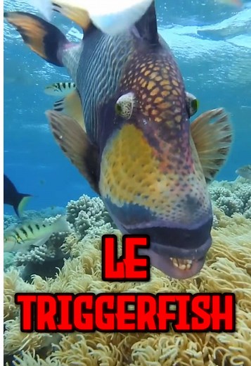Découvrez le poisson baliste et ses mystères