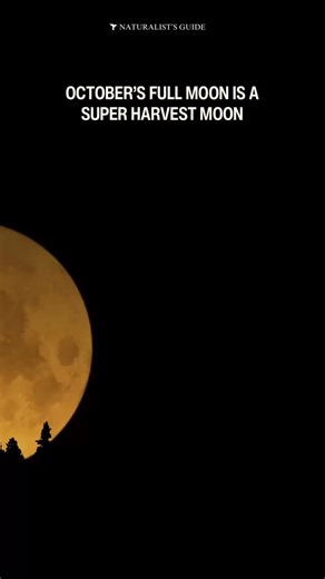 Happy Super Harvest Moon! 🌕 🌕 The October full Moon is a Harvest Moon and Supermoon. 🌾 This October’s full Moon is named the Harvest Moon because it is the full Moon nearest to the Autumn Equinox. The name comes from the time of year when many crops are harvested. Otherwise, the October full Moon is typically called the Hunter’s Moon. 🌝 A Supermoon is when the Moon is at its closest to Earth and will appear up to 30% larger and brighter. #fullmoon #harvestmoon #supermoon | Naturalist's Guide