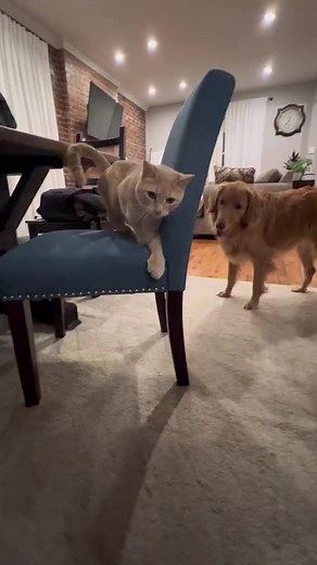 484K views · 2.7K reactions | Don't joke with me 藍藍藍 #Cat_and_Dog #Love_Dog #Love_Cat #Pet #Kitty #Animals #Fashion_Cat_Dog #Style_Cat_Dog #Baby #Cute #Beautiful #Funny #Happy #Smile #Life #Top #Trending #Hot #Viral #Reels #Photo | Cat and Dog Dynasty | Facebook