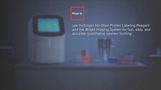 How to use Invitrogen No-Stain Protein Labeling Reagent and the iBright Imaging System for fast, easy, and accurate quantitative western blotting - Scientific Videos | Thermo Fisher Scientific US