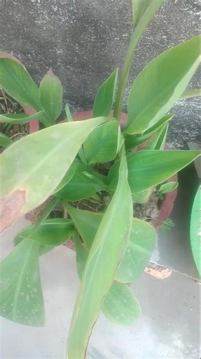 save trees 🌳 and plants 🪴 #1millionmel views #song