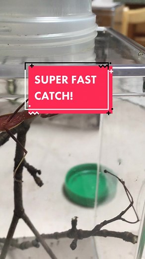 DoctorBugz on TikTok