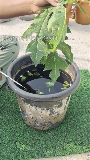 Don't Throw Away Papaya Leaves and Aloe Vera ! Use Them to SUPERCHARGE Your Plant Growth#shorts