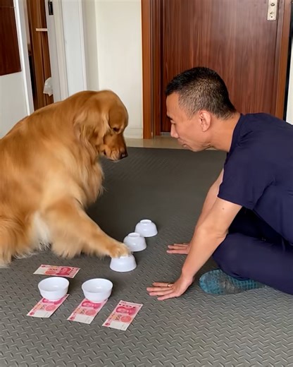 6.3K views · 46 reactions | What a smart doggo  | Architecture | Facebook