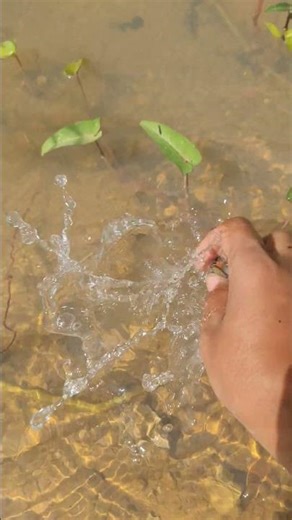 Catch Snail #asmr #snail #cute #viral #shorts #shortvideos