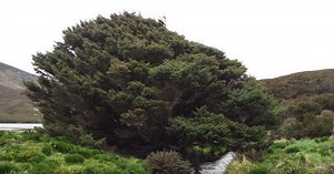 Earth’s destruction by humans began in 1965, according to signs in the world’s ‘loneliest tree’