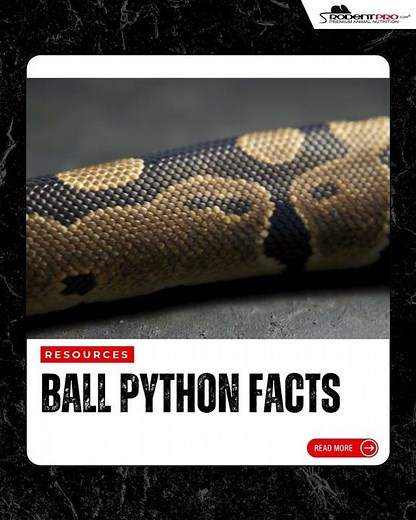 Ball Python Care Guide: Everything Beginners Need to Know