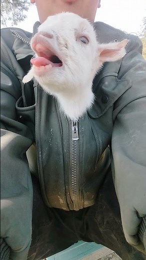 Baby Goat Crying Loudly in My Arms#cute #cutefarmanimal