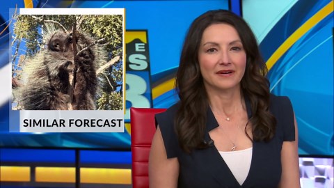 New Mexico porcupine sees his shadow, predicting six more weeks of winter