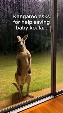 A kangaroo meets Koala and Golden retriever #wholesome #animals