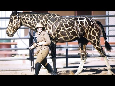 15 Most Incredible Horse Breeds In The World