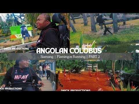 Angolan Colobus | Siamang | Flamingos Running | PART 2 #photography #zoophotography #animalphoto