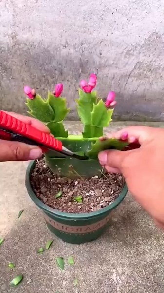 Creative Domino Arrangements in Unique Settings