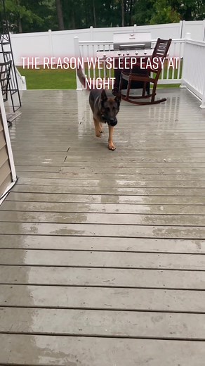 #k9evo #protector #germanshepherd #guardianofthenight #4u