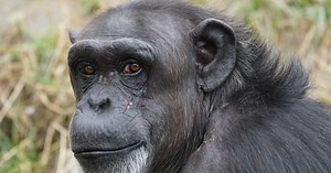 Le sexe pour faire la paix: cette pratique très ancienne qui nous lie aux bonobos et aux chimpanzés