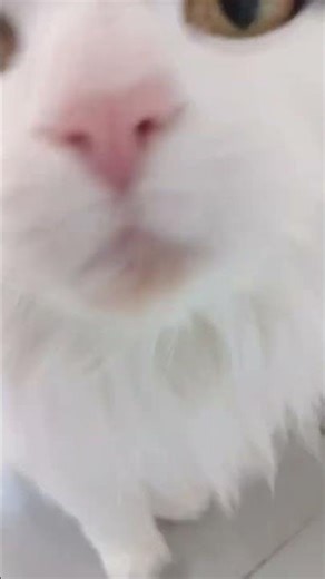 Le miaulement de Java 1er partie