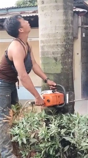 palm tree felling #shortvideo #woodworking #chainsaw