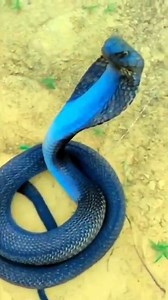 Blue colour king cobra 
