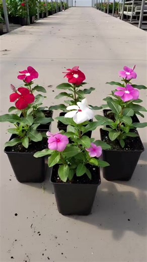 Vinca Flower Plant | Garden Grace
