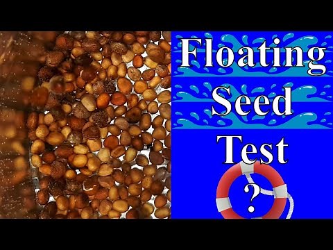Seed Germination - Testing The Floating Seed Test