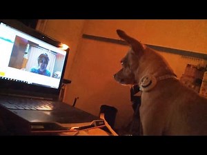 Dogs Skyping With Their Owners 2016 [NEW]