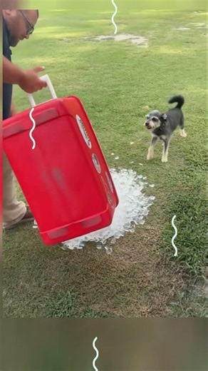 Dogs Like To Play With Ice #shorts #viral #trending #bestshorts #tiktokshorts