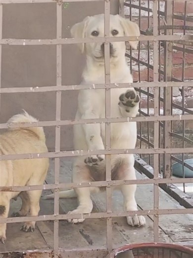Labrador y Pug: Todo sobre el Amor por los Perros