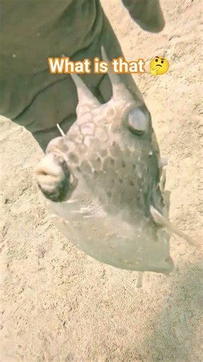 Poor cowfish 🥺🥺🥺 #seacreatures #reeflife #gopro #underwater #marinelife 🇬🇷🇩🇰🇳🇴🇦🇺🇺🇸