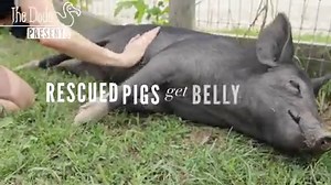 304K views · 9K reactions | Happy rescued pigs are literally collapsing for belly rubs  | The Dodo | Facebook