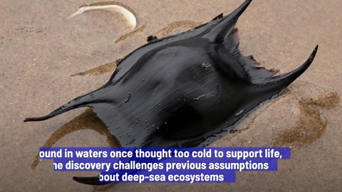 Scientists find '2.6 million golden eggs' near an underwater volcano