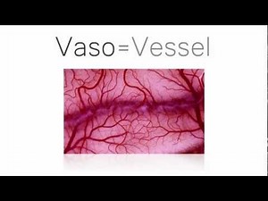 Homeostasis - Vasoconstriction