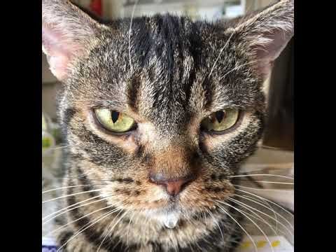 PS4 SNOW RUNNER ＃193 シーズン15 タスク消化 ワームホール完了岩の緊急事態 ２と４の計画完了道路の仲間