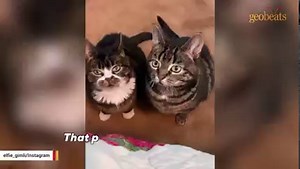 50K views · 4K reactions | Woman discovers her dwarf cat is actually a 'squeaky balloon'  Follow us on Instagram: instagram.com/geobeatsanimals | GeoBeats Animals | Facebook