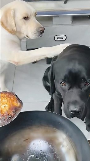 Unbreakable Bond 🐶❤️ Two Dogs Show the True Meaning of Friendship!😱 #animals #shorts #viral #dog