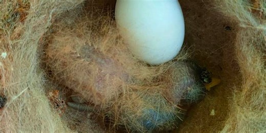 Baby hummingbird with appearance of dangerous caterpillar discovered in Panama