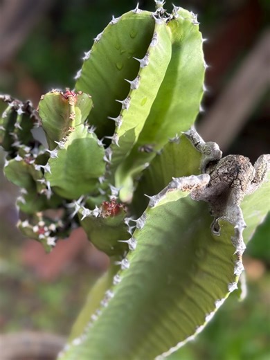 Euphorbia Ingens Candelabra Tree Cutting 22’ Inch - Etsy