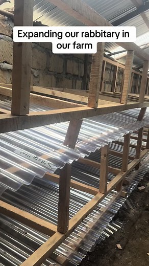 Expanding Our Rabbit Farming Business in Kenya