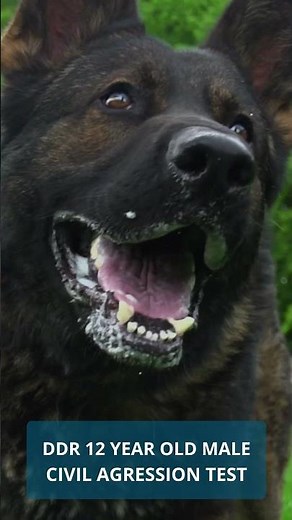 Sable DDR Male civil test #germanshepherd
