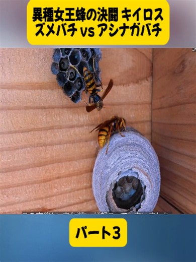 異種女王蜂の決闘 キイロスズメバチ vs アシナガバチ#3#ミツバチ #趣味 #養蜂 #Beekeeper #Hobby #Honeybee #viral #fyp #foryoupage