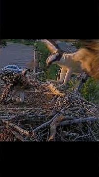 Dinner Fish Delivery For Osprey Chick At Hellgate Nest