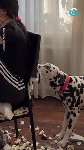 20K views · 79 reactions | Dog destroys chair, Woman doesn't care | ViralHog | Facebook