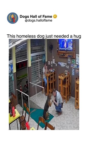 Dogs • Cute Dogs • Dog Videos on Instagram: "Soul-crushing yet beautiful capturing the moment a homeless dog receives something they desperately needed: a simple loving hug proving compassion heals wounds we can't see. This isn't casual interaction — this is a life-changing moment featuring a stray dog approaching cautiously with visible trauma and fear, tentatively accepting gentle contact testing if humans can be trusted again, melting completely when embraced showing they remember what love f