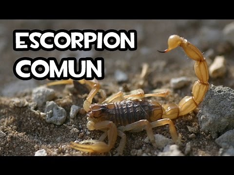 What You Need to Know About the Common Scorpion | Buthus occitanus 🦂