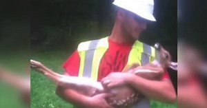 Worker Rescues Baby Deer Then Rubs His Belly, But His Reaction When He’s Released Will Make You Howl