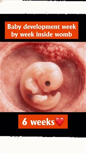 Baby Development Week by Week Inside the Womb ❤️ #baby #shorts #youtubeshorts