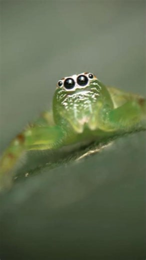 Green Jumping Spider Photography