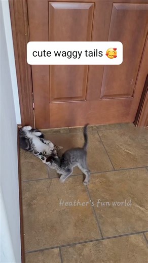 Cute waggy tails. #reels #catreels #reelsfb #shorts #cat #catlovers #catvideos #funny #love #straycat #nicecat #kitten #cute #cutecat #playfulkitten #kitty #funnycatvideos #cuteness #cutenessoverload #viral #viralvideos | Heather's Fun World