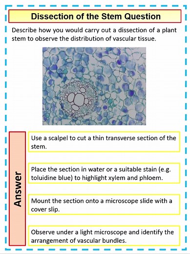 4 mark A Level Biology Question on a Plant Stem Dissection