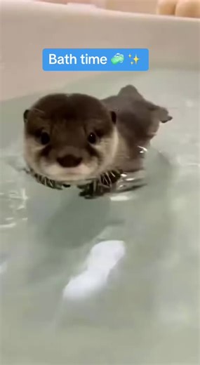 Squeaky Clean Otter's Bath Time Fun